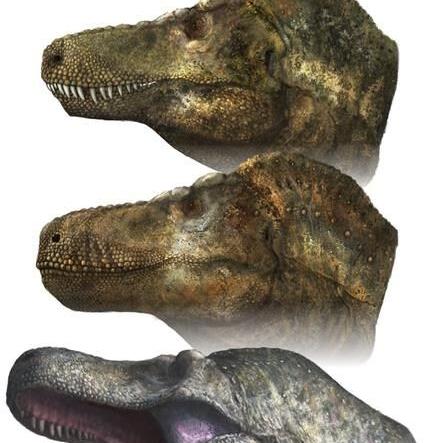 Has T. rex lost its bite? Menacing snarl may be wrong